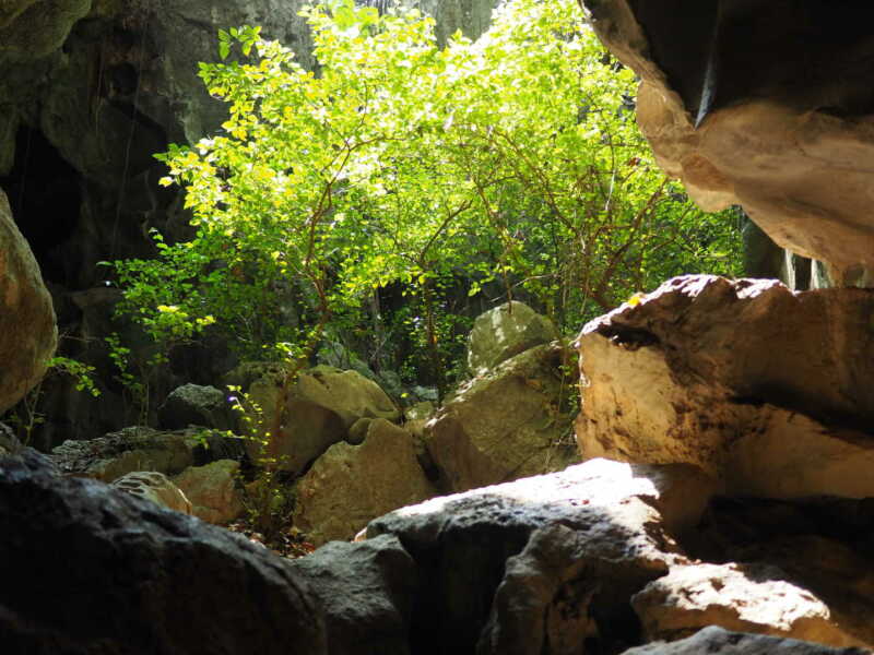Tea plant inside the caves Sunlight hining on the tea plant inside the cave